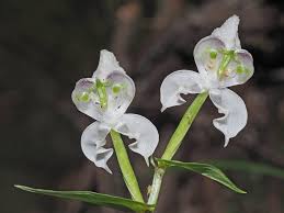 Image result for Disperis dicerochila