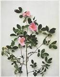 Image result