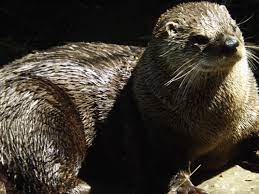 North American Otter In Sun Bristol Zoo Otters Zoological Garden