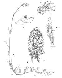 Image result for Coleus kapatensis