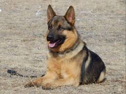 Von rief's german shepherds have high levels of trainability, suitable for schutzhund, akc agility, obedience. Pin On Dsohegan Aol Com