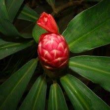 Bibit bunga aster warna putih, ungu, merah kode : 61 Tanaman Merambat Ideas Plants Vines Flowers