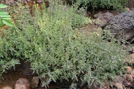 Image result for Hygrophila spiciformis