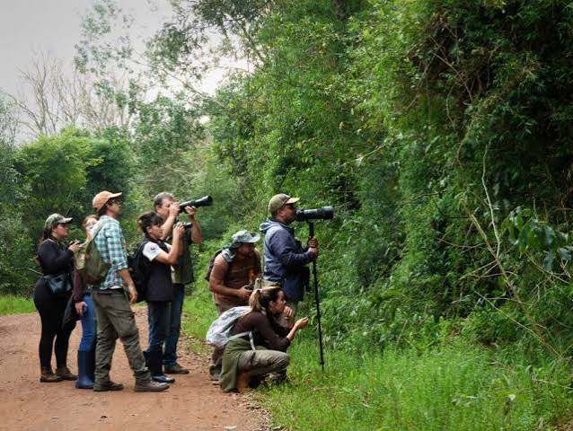 Misiones se suma al Gran D�a de Observaci�n de Aves 2026 - Ministerio de Turismo | Misiones