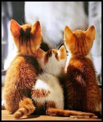 Cute pet cat wend sun flickr. Pin Di Cats