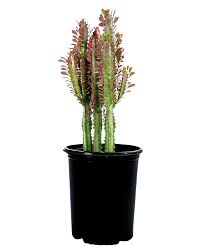 Image result for Euphorbia citrina