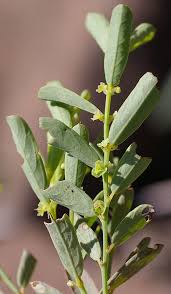 Image result for Phyllanthus maderaspatensis