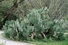 During arid conditions, the pads take on an attractive purple tinge. Prickly Pear Introduction Root For Nature