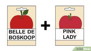 The pink lady brand was the first apple with a trademark and is the only truly pink apple on the market! How To Grow An Apple Tree From A Seed With Pictures Wikihow
