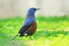 イソヒヨドリ｜生物 ｜粟国アーカイブス