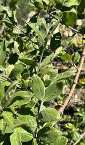 Image result for Crossopteryx