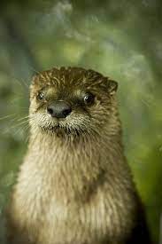 River Otter At South Carolina Aquarium Animals Otters River Otter