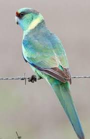 Pin By Cennet Gulleri On Nature In 2020 Beautiful Birds Pretty Birds Pet Birds