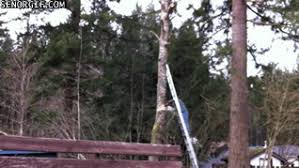 Seems Like The Wrong Way To Cut A Tree Senor Gif Pronounced Gif Or Jif Find funny gifs, cute gifs, reaction gifs and more. seems like the wrong way to cut a tree