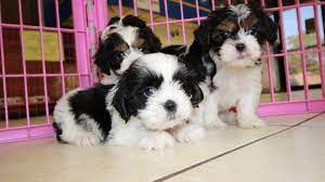 Precious Cavatzu Puppies For Sale Georgia Local Breeders Near Atlanta Ga At Puppies For Sale Local Breeder Puppies For Sale Puppies Local Puppies For Sale
