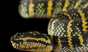 الكشف عن إمكانية استبدال الأسبرين بسم الثعبان Snake Venom Snake Aspirin