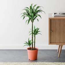Image result for Dracaena steudneri
