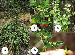 Image result for Canthium