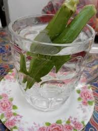 Air minumnya sy kasi susu kental manis tp ternyt yg disentuh cuma ayam gorengnya saja. Air Rendaman Bendi Ikhtiar Penyembuh Kencing Manis Yang Tak Sudah Sudah Memang Berkesan Kartel Dakwah