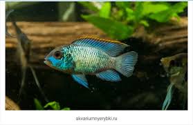 Ikan air tawar di indonesia memiliki beragam jenis mulai dari ikan hias air tawar hingga ikan konsumsi air tawar. Jenis Ikan Air Tawar Hias Terlengkap Dari A Z Dan Gambarnya