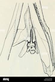 Image result for Proterosuchus