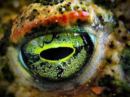Eye Of A Frog Macro Photography Of Animal Eyes Reptile Eye Cool Eyes Octopus Eyes