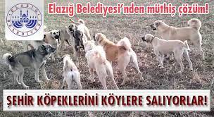 elazig belediyesi nden basibos kopekler icin muthis cozum el aziz gazetesi elazig haberleri