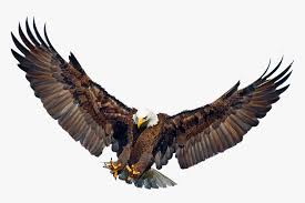 We did not find results for: Philippine Eagle Flying Png Transparent Png Kindpng