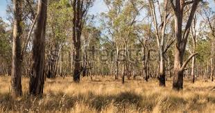 Australian Bushland Stock Photos Images Pictures Stock Photos Pictures Image