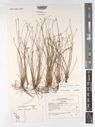 Image result for Fimbristylis aphylla