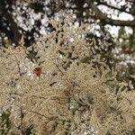 Image result for Monosis conferta