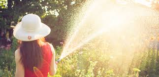 Learn how often you should water flowers in your garden by looking at the soil. How Often Should You Be Watering Your Plants