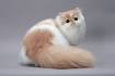 Pre-Loved Persian Kittens For Sale Doll Face Persian ...
