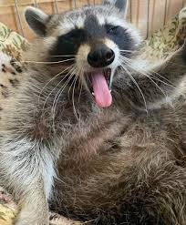 How To Keep Raccoons Out Of Garden 6 Ways Whale Stuffed Animal Cute Animal Quotes Rare Animals