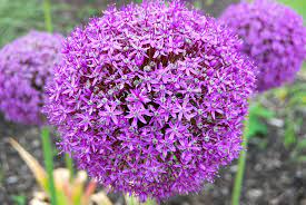 Free Desktop Allium Wallpaper By Ratcliffe Wilkinson 2017 03 07 Allium Flowers Spring Flowering Bulbs Allium Giganteum