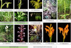 Image result for Habenaria debeerstiana