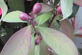 Image result for Acokanthera oblongifolia