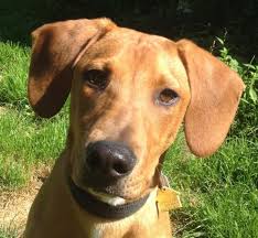He is one of the less expensive designer breeds, with puppies typically sold for around $300 to $700. Dog For Adoption Jenny A Yellow Labrador Retriever Hound Mix In Cortlandt Manor Ny Petfinder