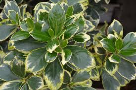 Image result for Corynocarpus