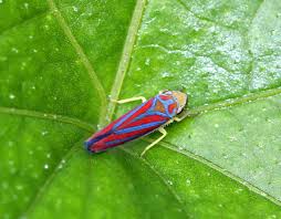 During much of the growing season. Candy Striped Leafhopper Most Popular Photos Jungledragon