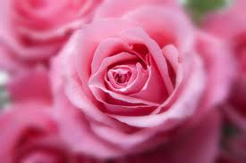 Roses are the most popular flower in the world. The Infamous Rose Floraqueen