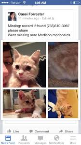 Has been around the area for a few weeks and seemed cold. Found 3 14 14 Missing Cat Find Pets Losing A Pet Pets