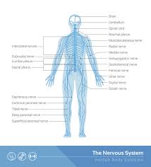 Diagram Of Body Nerves Wiring Diagrams