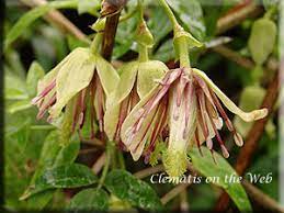 They are followed by handsome large fruit clusters. Clematis On The Web Clematis Detail