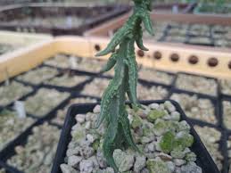 Image result for Ceropegia monteiroae