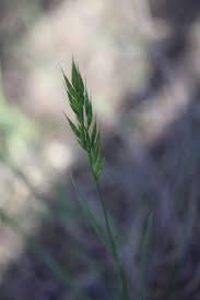 Image result for Bromus leptoclados