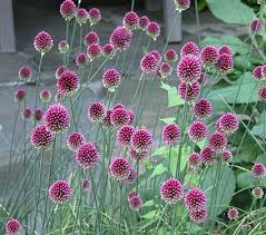 Über zone 7 deer resistant sträucher. Allium Sphaerocephalon Allium Sphaerocephalon Allium Flowers White Flower Farm