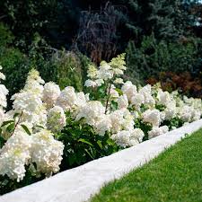 Image result for Basella paniculata