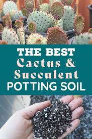 The Ultimate Soil Mix For Cactus Or Succulent Plants In 2020 Succulent Soil Cacti And Succulents Succulents