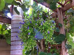 Trailing Torenia Shade Loving Flowers Shade Flowers Garden